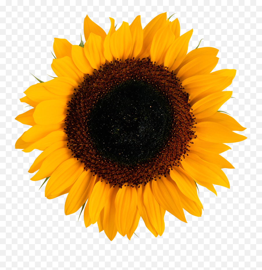 Sunflower Png Emoji,Sunflower Png