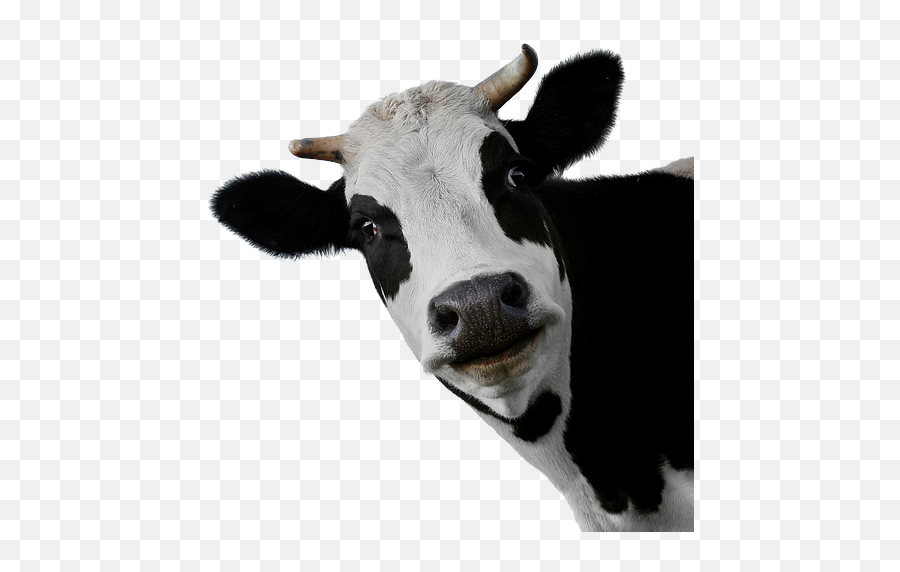 Black Spots Cow Png Image Png Arts Emoji,Spots Png