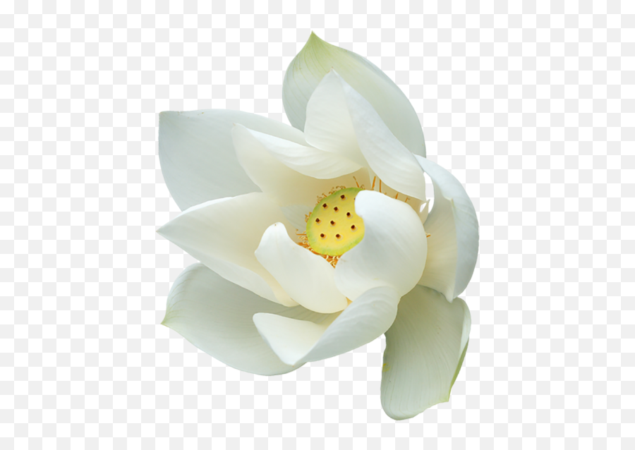 Lotus Flower Png Real White Download - White Lotus Clipart Emoji,Lotus Flower Png