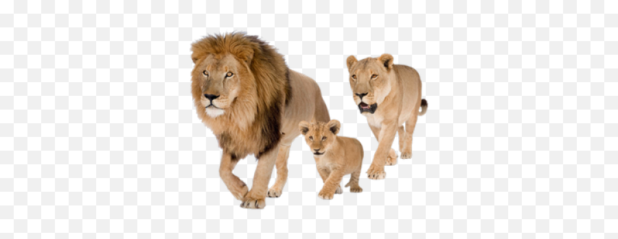 Download Free Png Background - Lionsliontransparent Dlpngcom Male Female And Baby Lion Emoji,Lion Transparent Background