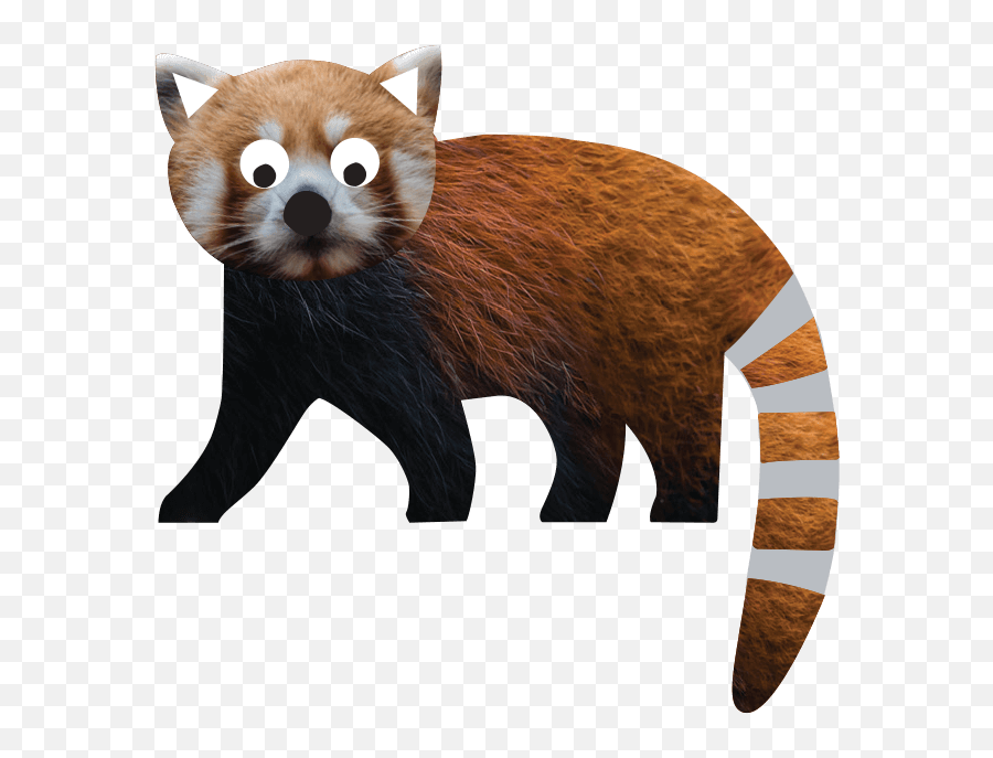 Red Panda - Ailurus Fulgens Visit Our Red Panda At Marwell Zoo Emoji,Red Panda Transparent