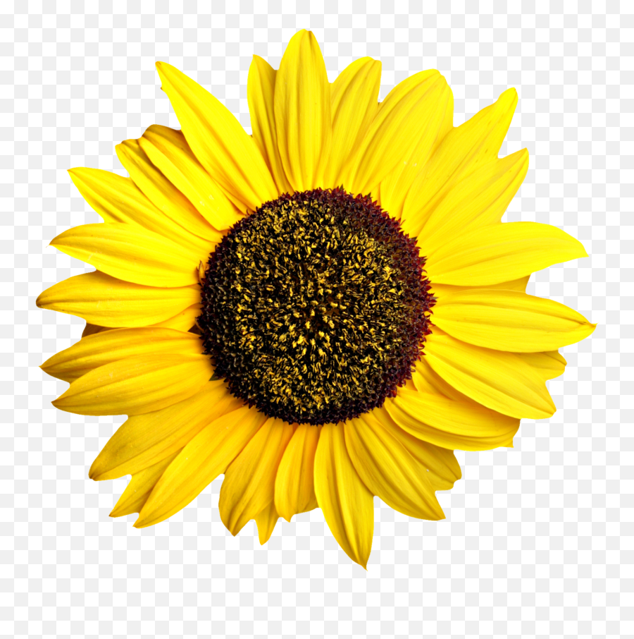 Sunflower Png - Sunflower Png Emoji,Sunflower Png