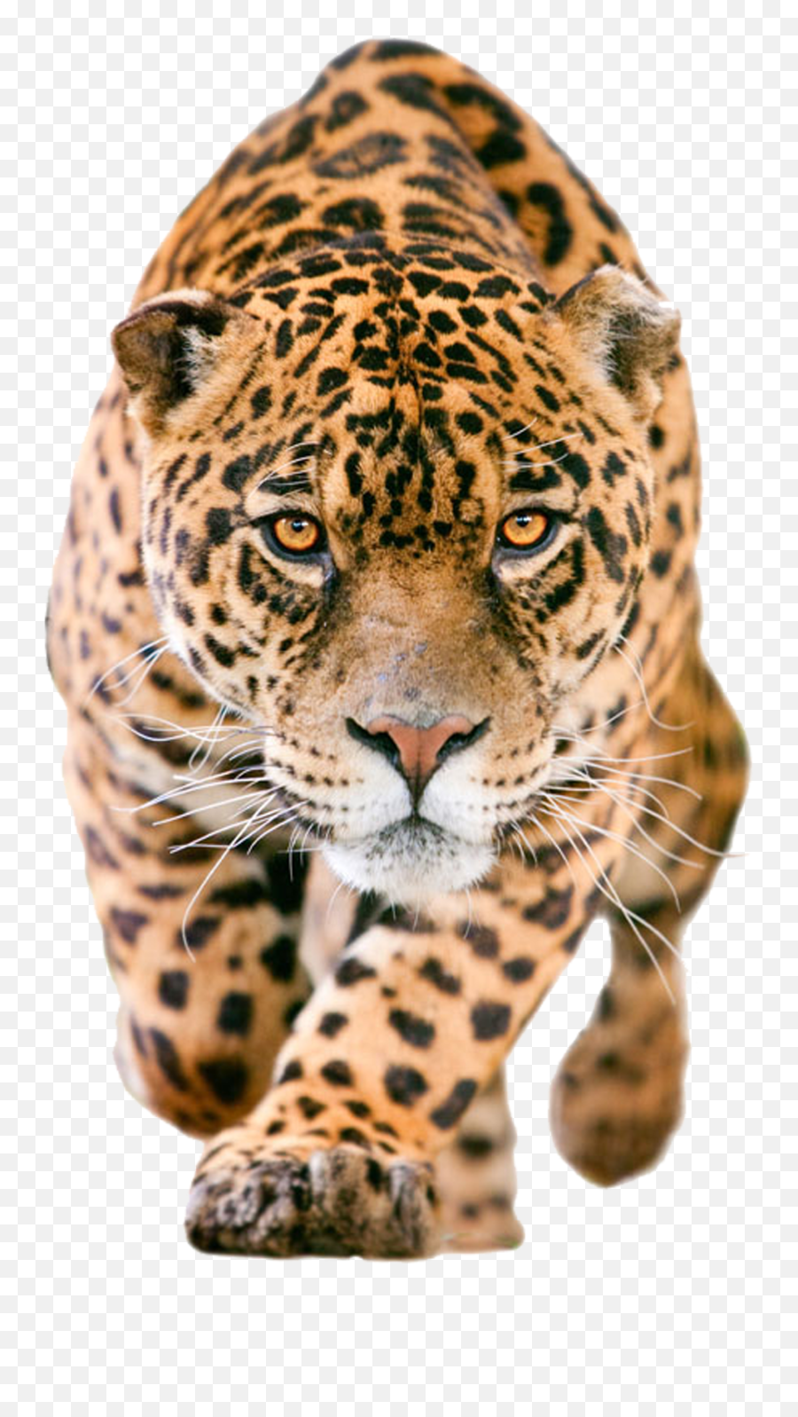Picture - Animal Jaguar Png Emoji,Jaguar Clipart