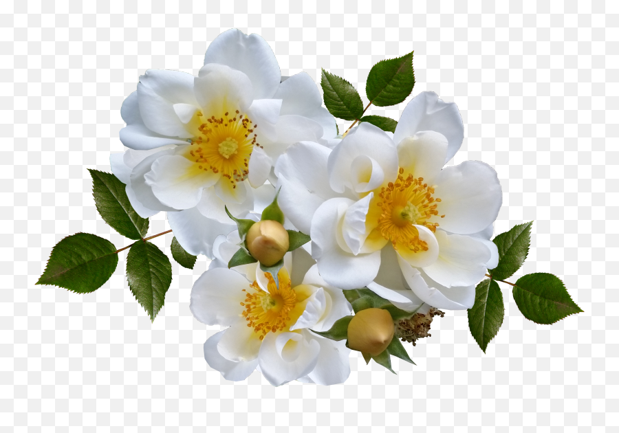 White Rose Png Images Roses 22png Snipstock - Rose Flower All Emoji,White Flower Png