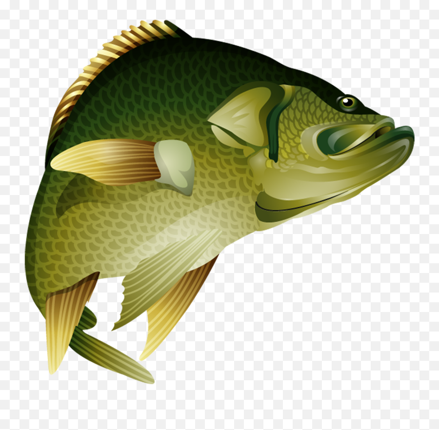 Crappie Vector Bass - Cá Rô Vector Transparent Cartoon Penghu Emoji,Bass Fish Clipart