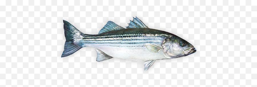 Striped Bass Striped Bass Fish Fishing Decals - Fish Products Emoji,Bass Fishing Clipart
