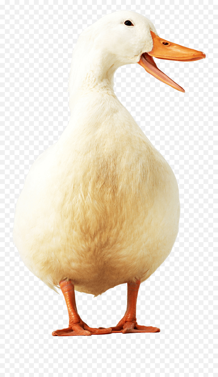 Yellow Duck Png Image - Pato Imagem Png Transparente Emoji,Duck Png