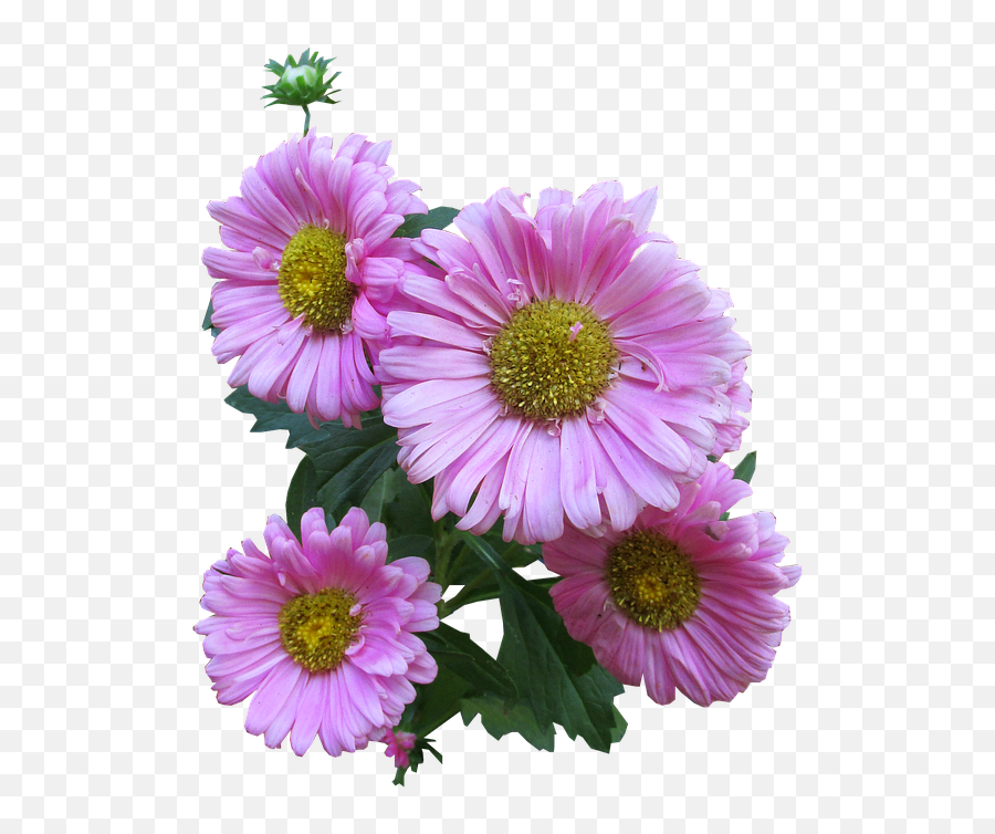 Download Hd Pink Daisy Clipart 17 Buy - Pink Aster Flower Png Emoji,Daisy Clipart