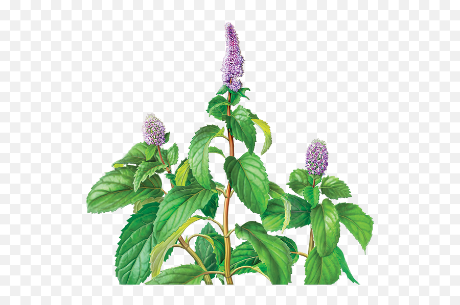 Peppermint Drawing Mentha Arvensis Trans 1652362 - Png Food Emoji,Peppermint Clipart