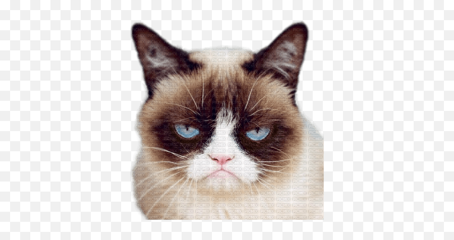 Grumpy Cat Transparent Burdie - Picmix Grumpy Cat Transparent Cat Png Emoji,Cat Transparent