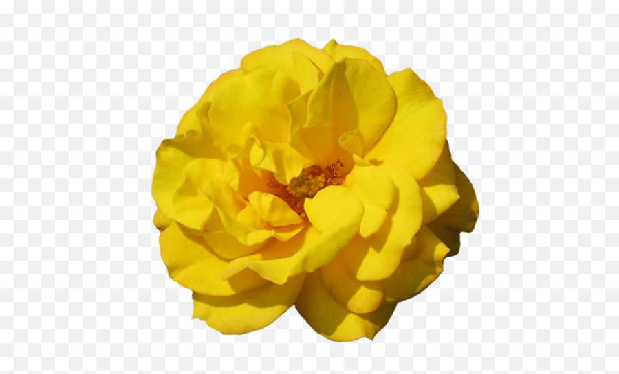 Beautiful Free Rose Clipart Emoji,Marigolds Clipart
