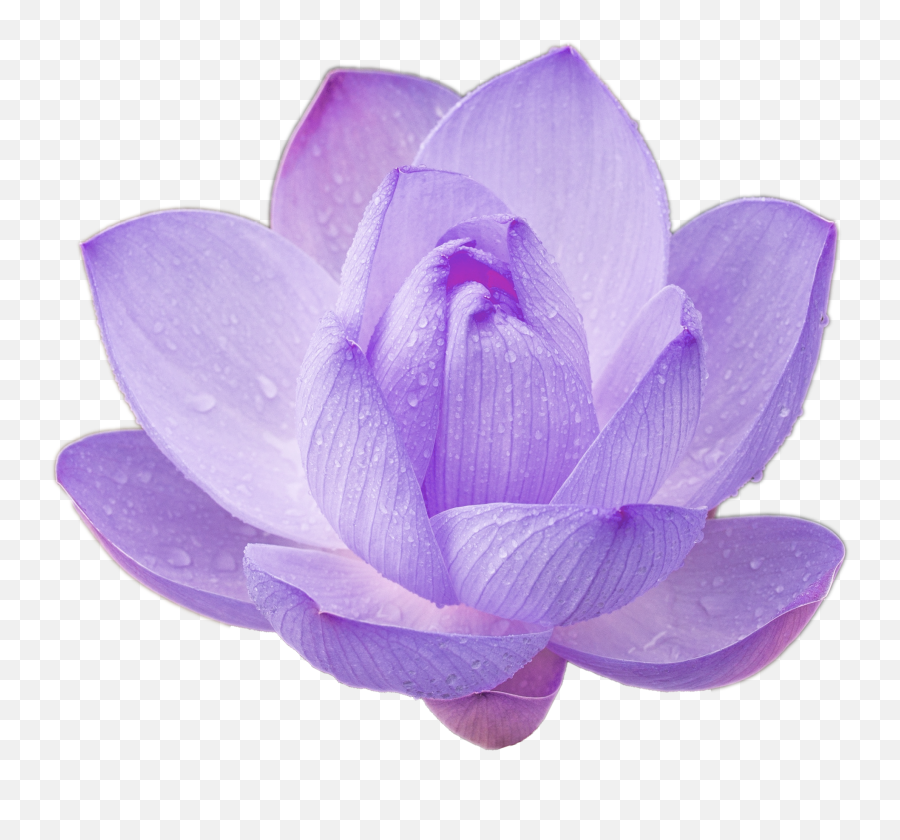 Purple Lotus Png Lotus Flower Cool - Purple Lotus Flower Transparent Background Emoji,Lotus Flower Png