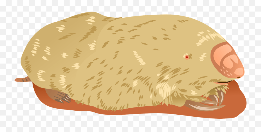 Marsupial Mole Clipart Free Download Transparent Png - Ugly Emoji,Mole Clipart