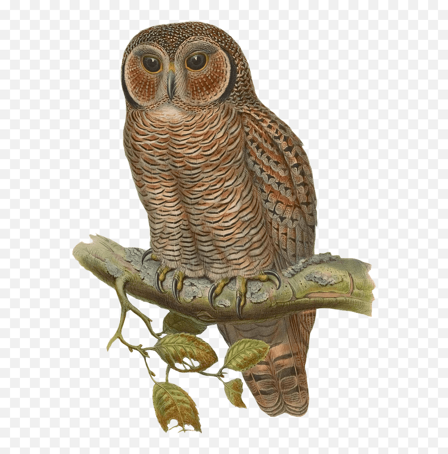 Owl Drawing Transparent Png - Owl Drawing Png Emoji,Owl Transparent Background