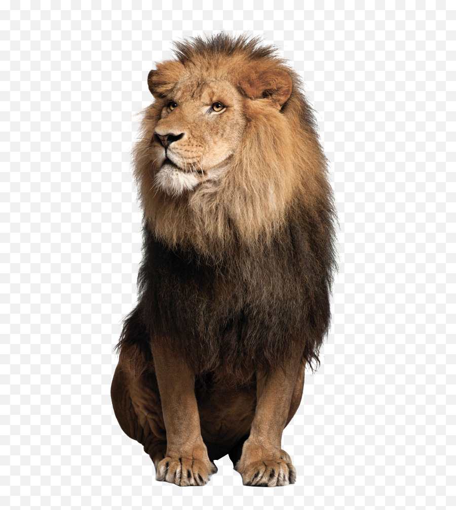 Clipart Lion Animal Chill Use Sticker By Arte É Vida - Lion Png Emoji,Chill Clipart