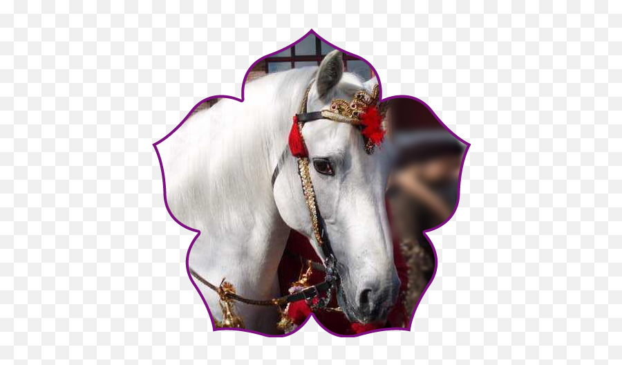 Indian Wedding White Horse Rental - Indian Wedding Horse London Emoji,White Horse Png