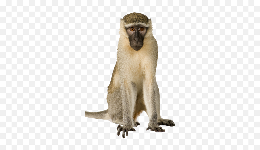 Monkey Transparent Macaque - Monkey Png Images Hd Emoji,Monkey Png