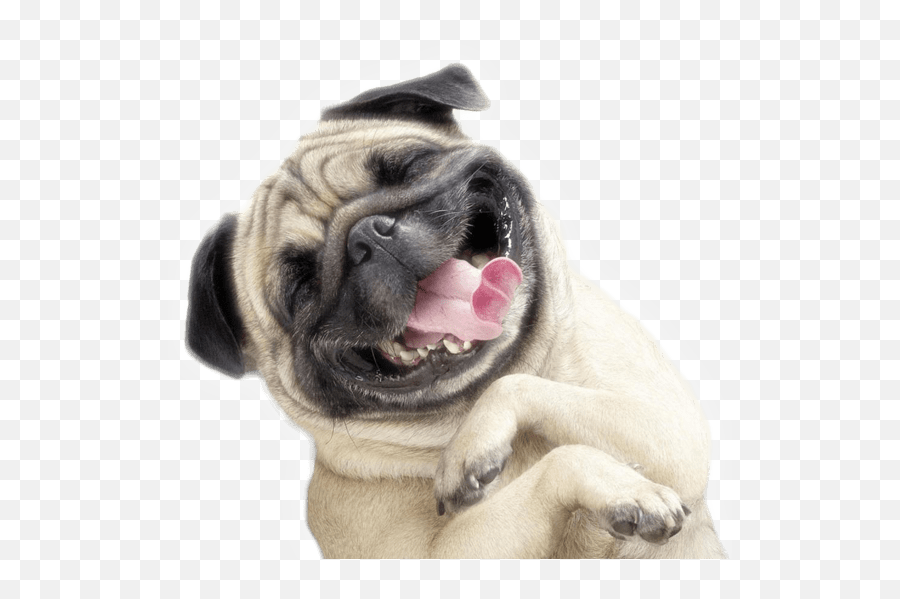 Dog Funny - Happy Dog Png Emoji,Funny Png