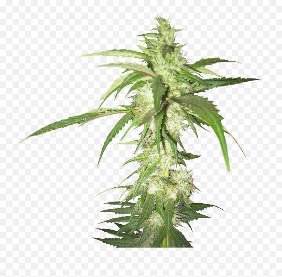 Weed Plant Png U0026 Free Weed Plantpng Transparent Images - Marijuana Blunt Transparent Background Png Emoji,Marijuana Leaf Clipart