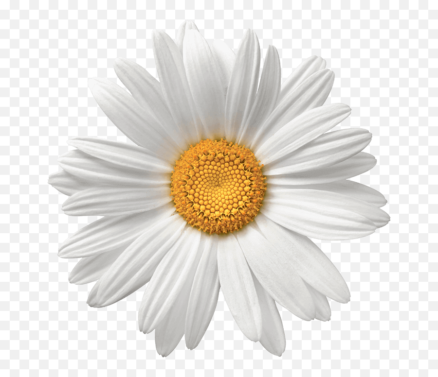 Daisy Clipart Margarita Flower Picture - Daisy Flower Png Emoji,Margarita Png