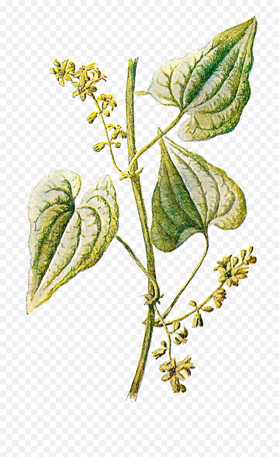 Herbs Clipart Transparent - Vintage Antique Leaf Png Vintage Botanical Art Png Emoji,Antique Clipart