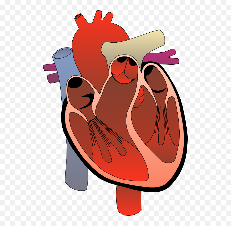 11 Real Heart Clipart - Preview Real Heart Clipar Medical Heart Clip Art Emoji,Heart Clipart