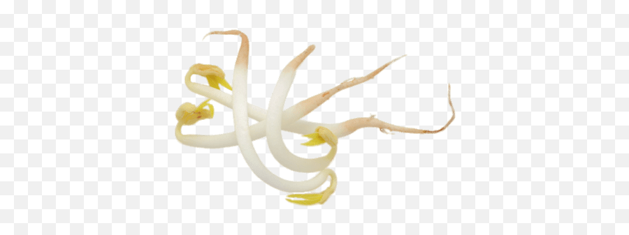 Soybean Sprouts Transparent Png - Bean Sprout Transparent Background Emoji,Sprout Png