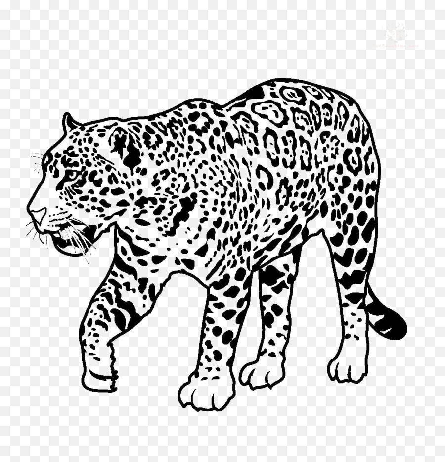 Download Jaguar Walking Transparent - Jaguar Coloring Page Emoji,Jaguar Clipart