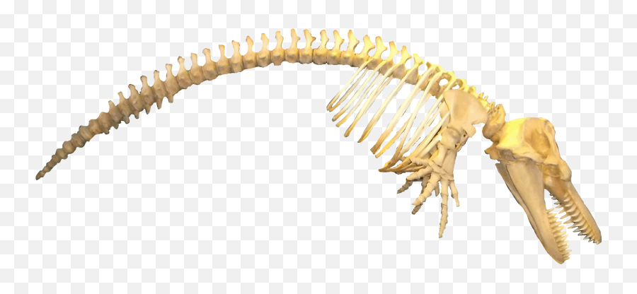 Orca - Killer Whale Skeleton Transparent Png Original Canine Tooth Emoji,Skeleton Transparent