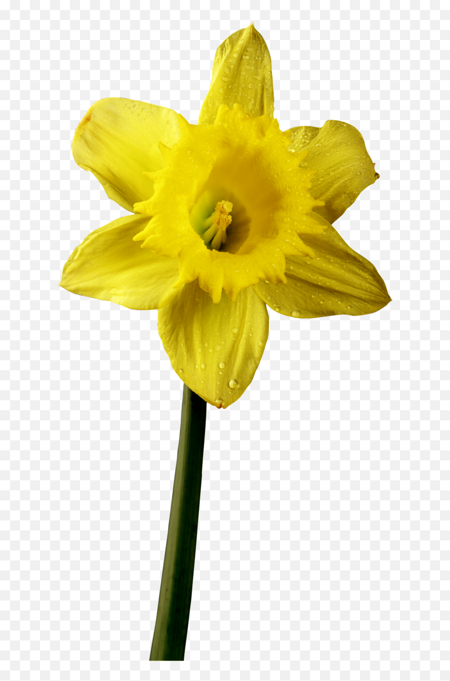 Daffodil Clipart Stem - Daffodil Flower Stem Png Emoji,Daffodil Clipart