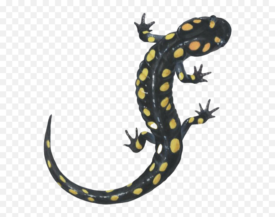Salamander Lizard Png All - Salamander Drawing Emoji,Mole Clipart