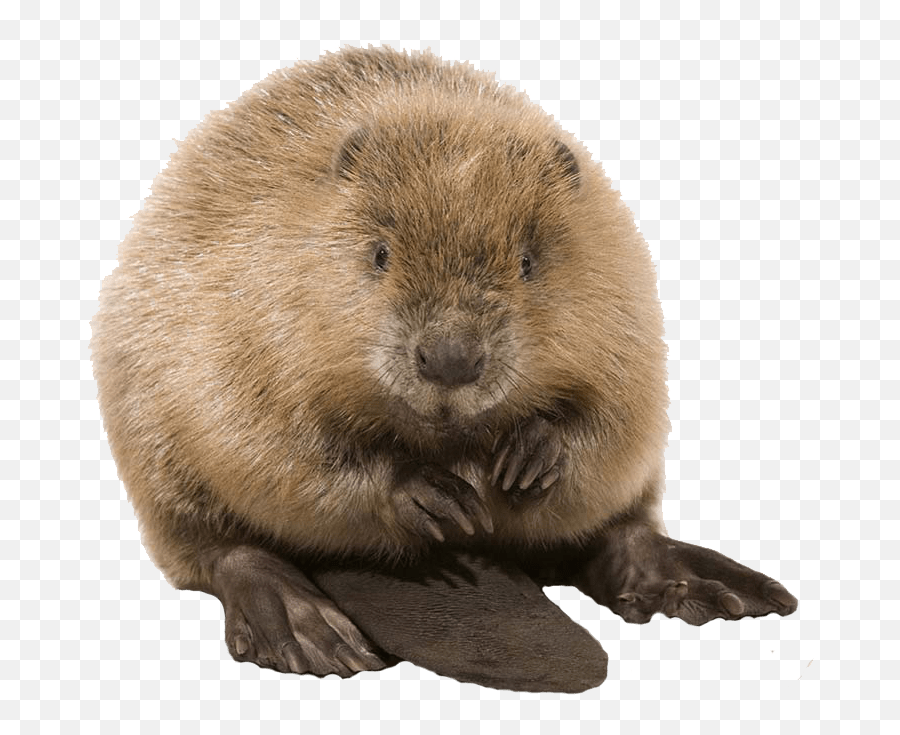 Cute Beaver Transparent Png - Beaver Png Emoji,Cute Png