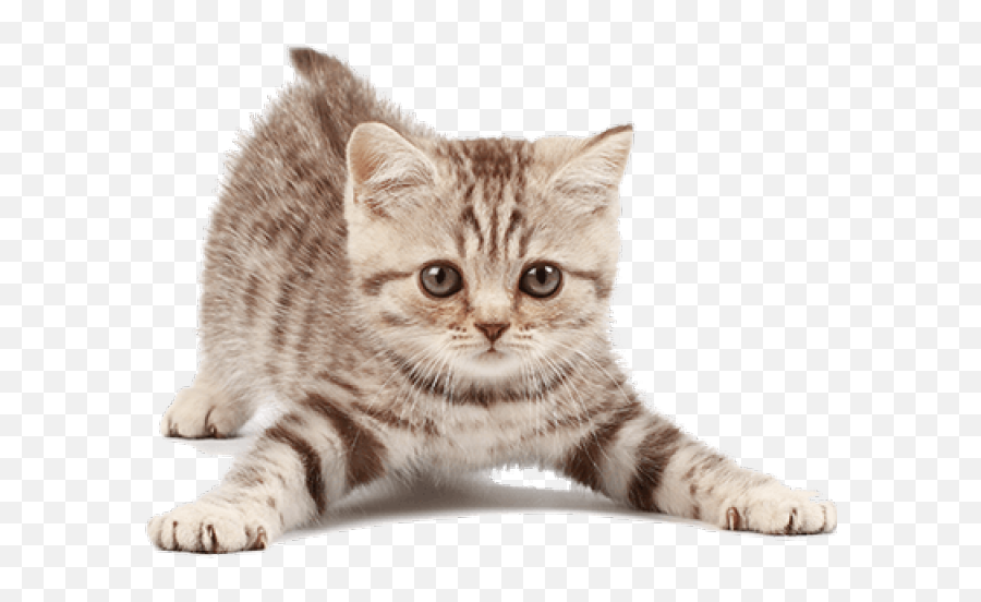 The Pawington A Premier Pet Resort San Francisco Ca - Cute Cat Hd Png Emoji,Cat Transparent