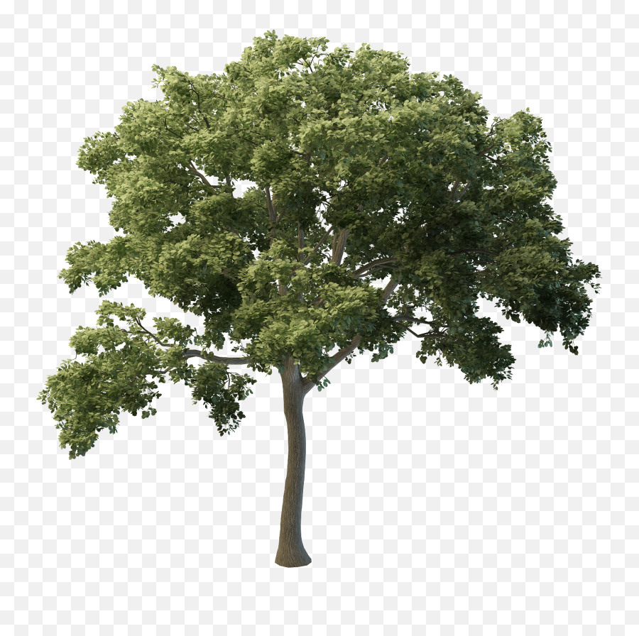 3d Trees Qv - 34 Wallpapers Download To Your Desktop Emoji,Tree Elevation Png
