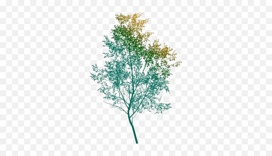 Paper Birch Tree Png Hd Transparent Wallpaper Pngimagespics Emoji,Birch Tree Clipart
