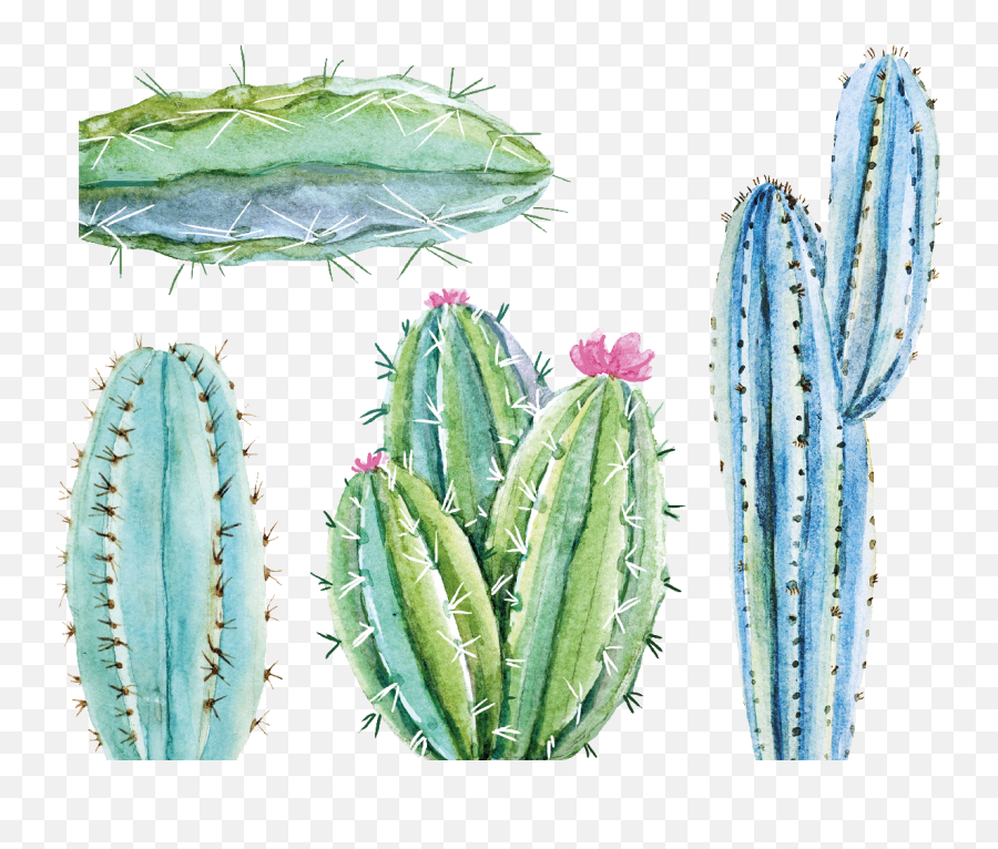 Wall Decal Boho 4 Cactuses Of The Sahara Emoji,Watercolor Cactus Png