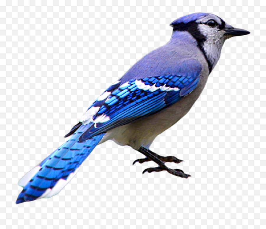 Blue Jay Emoji,Blue Jays Logo Png