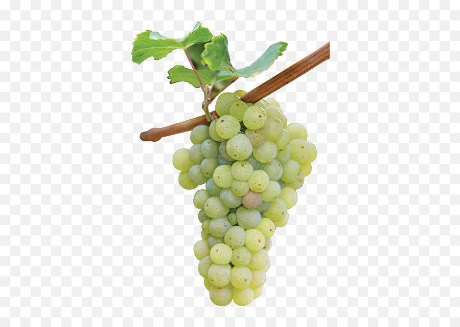 Download Grape Free Png Transparent Image And Clipart Emoji,Grapes Transparent Background