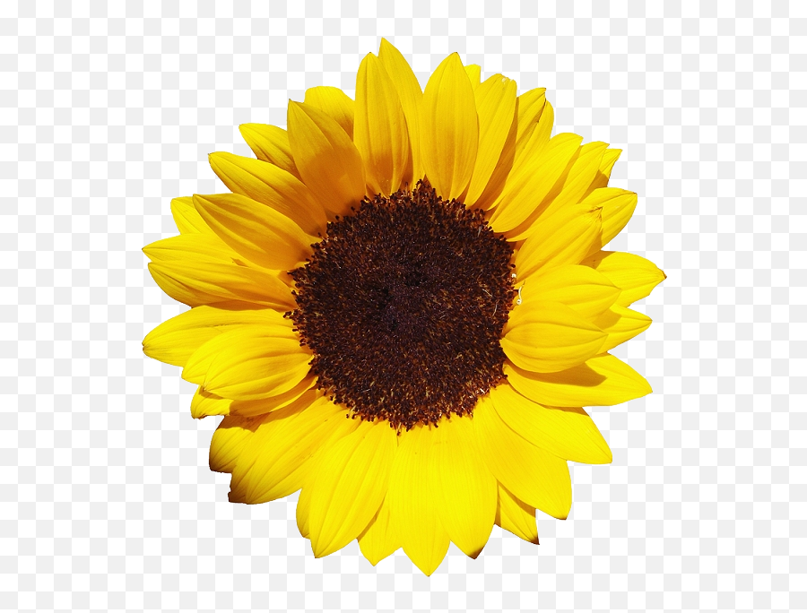 Free Sunflowers Transparent Background - Sunflower Png Emoji,Sunflower Png