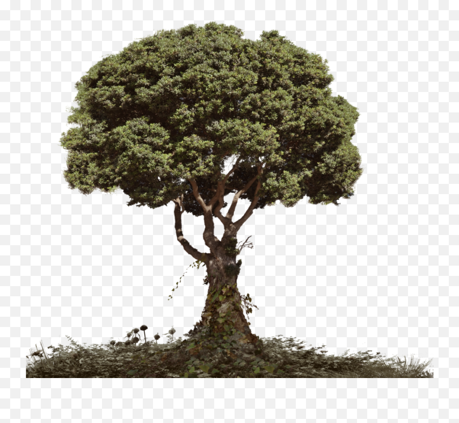 Tree And Soil Transparent U0026 Png Clipart 336349 - Png Images Tree In Soil Png Emoji,Soil Clipart