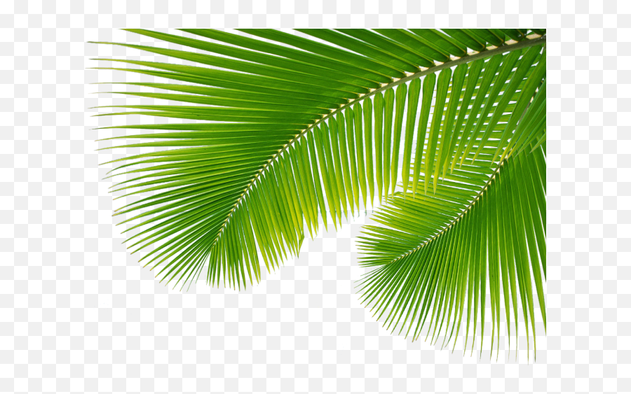 Palm Leaf Leaves Png Transparent - Transparent Background Palm Leaves Png Emoji,Palm Leaves Png