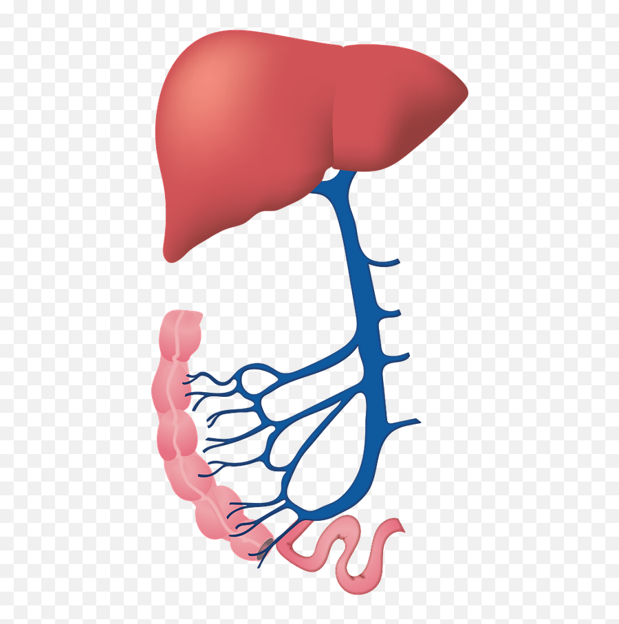 Picture - Branches Of Physiology Emoji,Liver Clipart