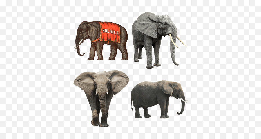 Elephants Transparent Png Images - Stickpng Elephant Transparent Background Gif Emoji,Elephant Png