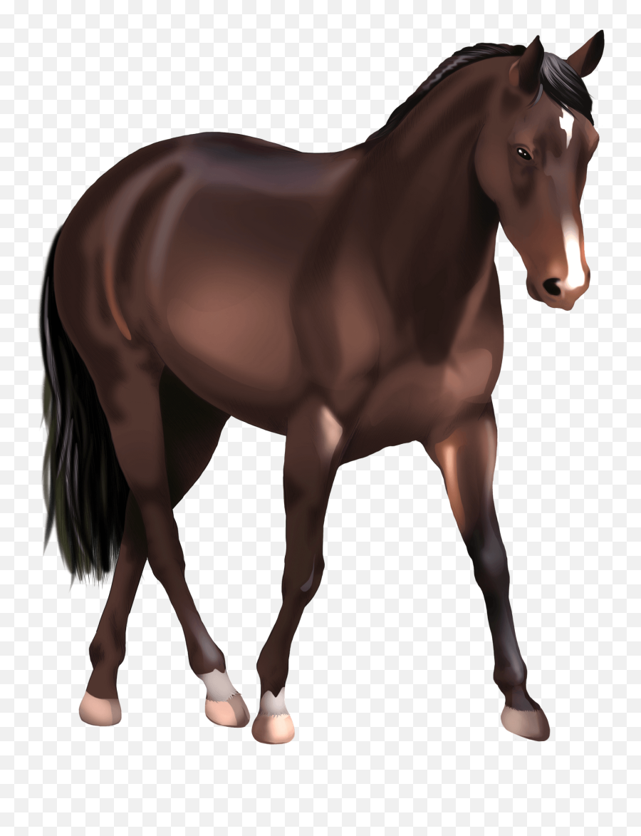 Australian Stock Horse Clipart Free Download Transparent - Animal Figure Emoji,Horse Clipart