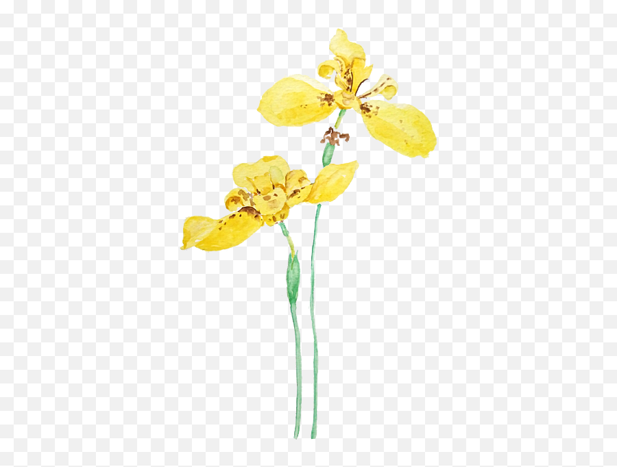 2 Yellow Iris Flowers Iphone X Case - Irises Emoji,Iris Flower Png