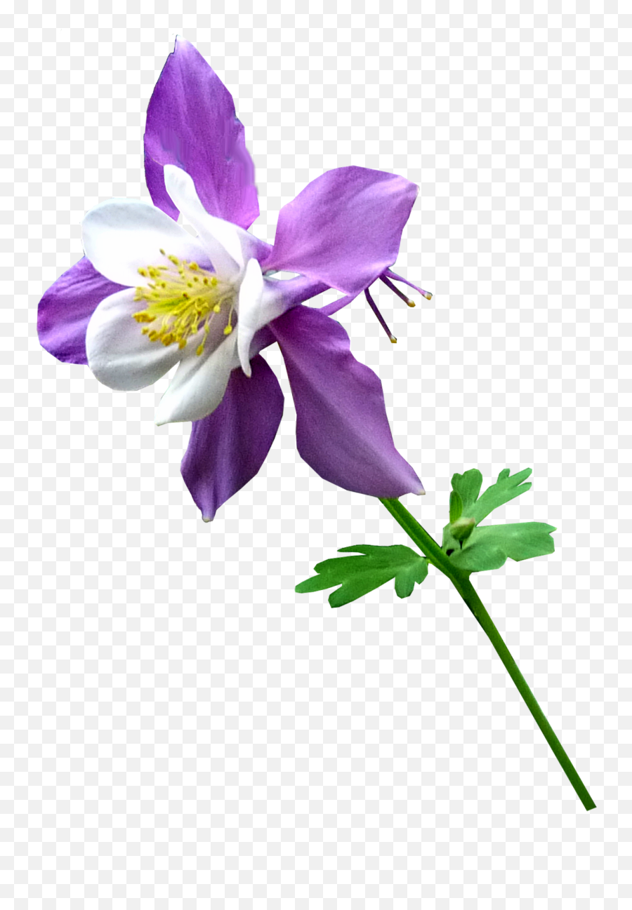 Purple Flower Stempurple Flower Stempng Snipstock Emoji,Purple Flower Png