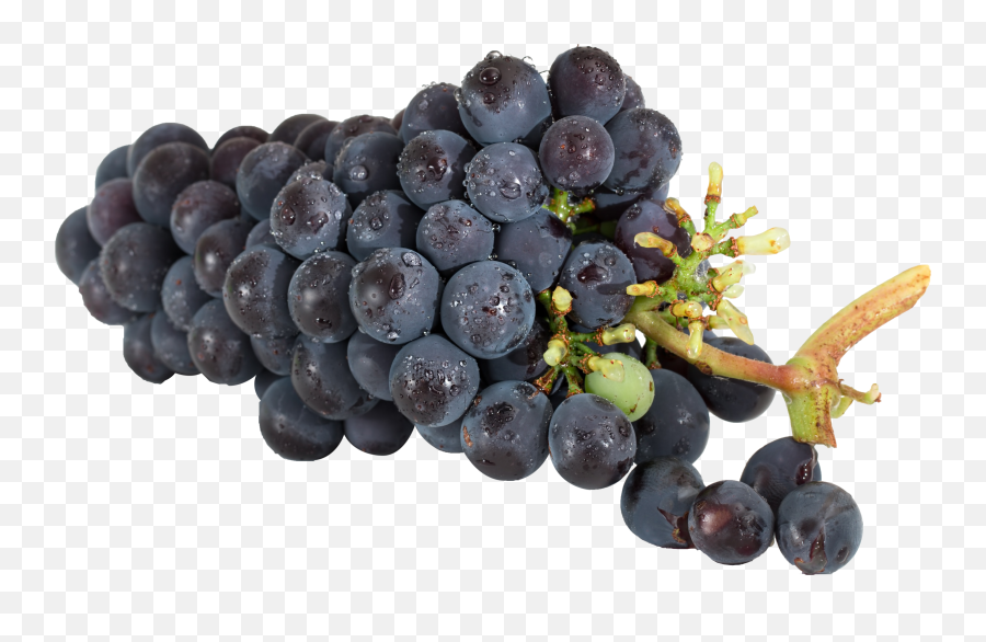 Black Grapes With Water Drops At White Background Free Image Emoji,Grapes Transparent Background