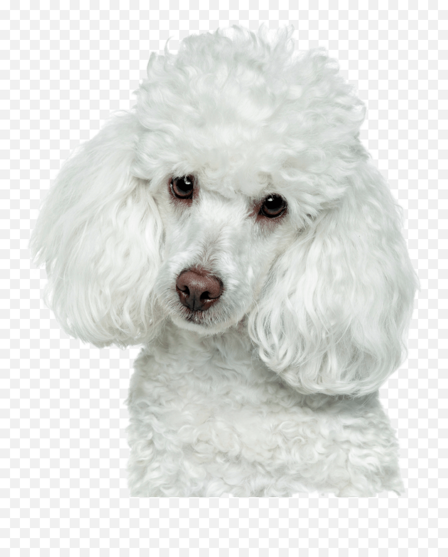 Poodle Dog Bulldog Breeds - Poodle Images On White Background Emoji,Poodle Clipart