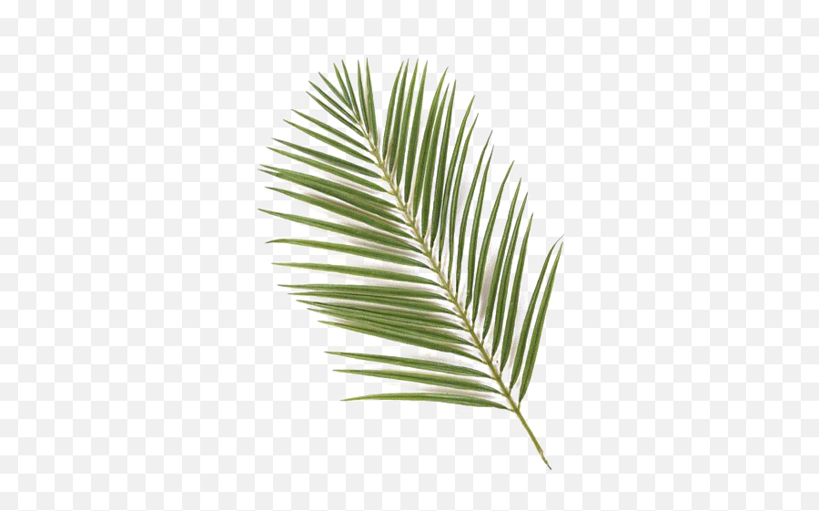 Green Palm Leaves Png Photos - Dry Palm Leaf Png Emoji,Palm Leaves Png