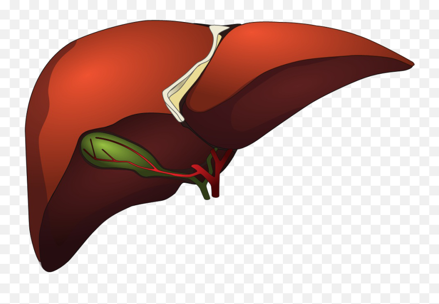 Kidney - Kidney And Liver Png Emoji,Liver Clipart